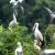 Hoa Lu – Tam Coc – Mua Cave – Thung Nham 2 Days 1 Night