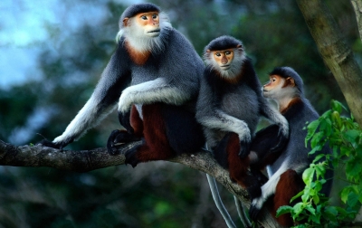 Van Long – Cuc Phuong National Park Private  1 Day Tour