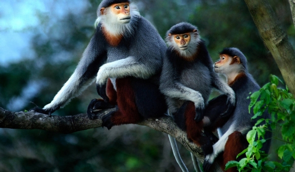 Van Long – Cuc Phuong National Park Private  1 Day Tour